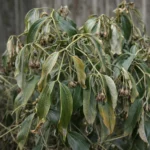 Evergreen Clematis Wilting and Browning: Causes and What to Do