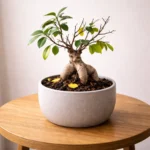 Ficus Microcarpa ‘Ginseng’ Dropping Leaves: Causes and How to Fix It