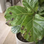 Fiddle Leaf Fig Brown Spots on Leaves: Causes, Patterns, and Solutions