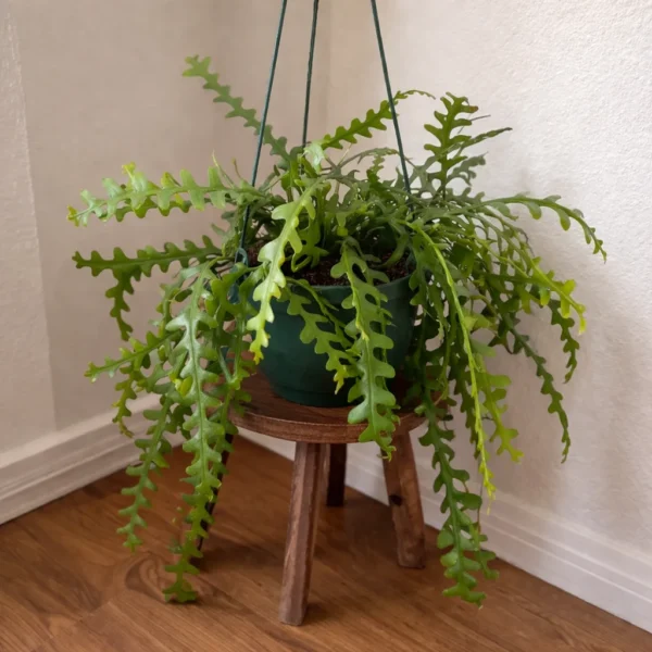 Fishbone, Zig-Zag Cactus (selenicereus anthonyanus) plant