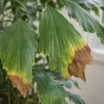 Fishtail Palm Leaf Tips Turning Brown: Causes and Fixes