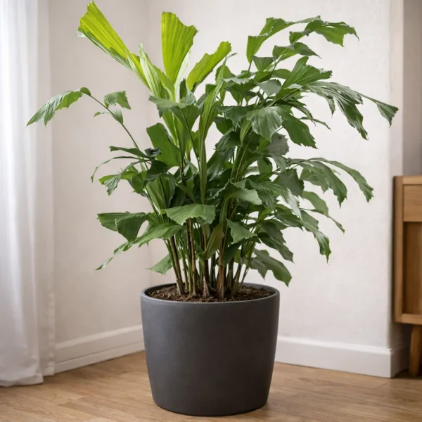 Fishtail Palm (Caryota mitis) plant