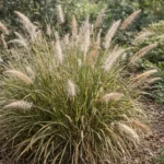 Fountain Grass Turning Brown: Stress or Dormancy?