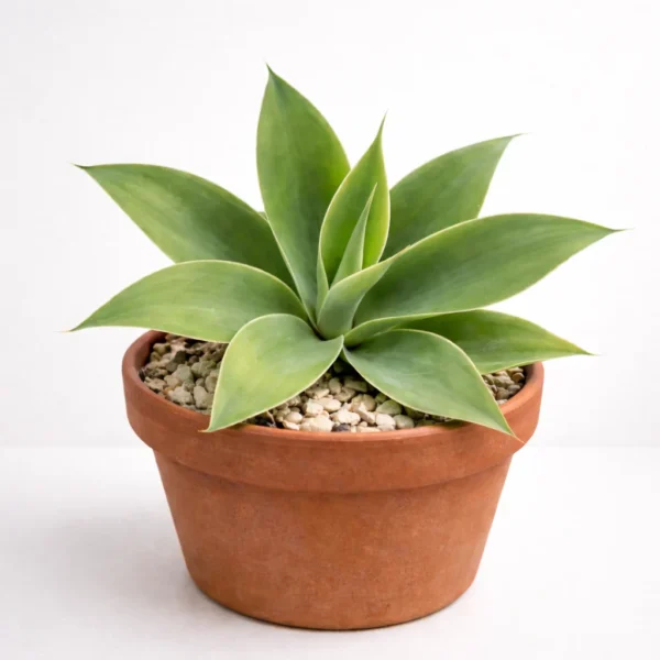 Foxtail Agave (Agave attenuata) plant