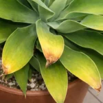Foxtail Agave Leaves Turning Yellow: Causes and How to Fix It