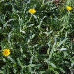 Why Is Gazania Not Blooming? Common Causes and Solutions