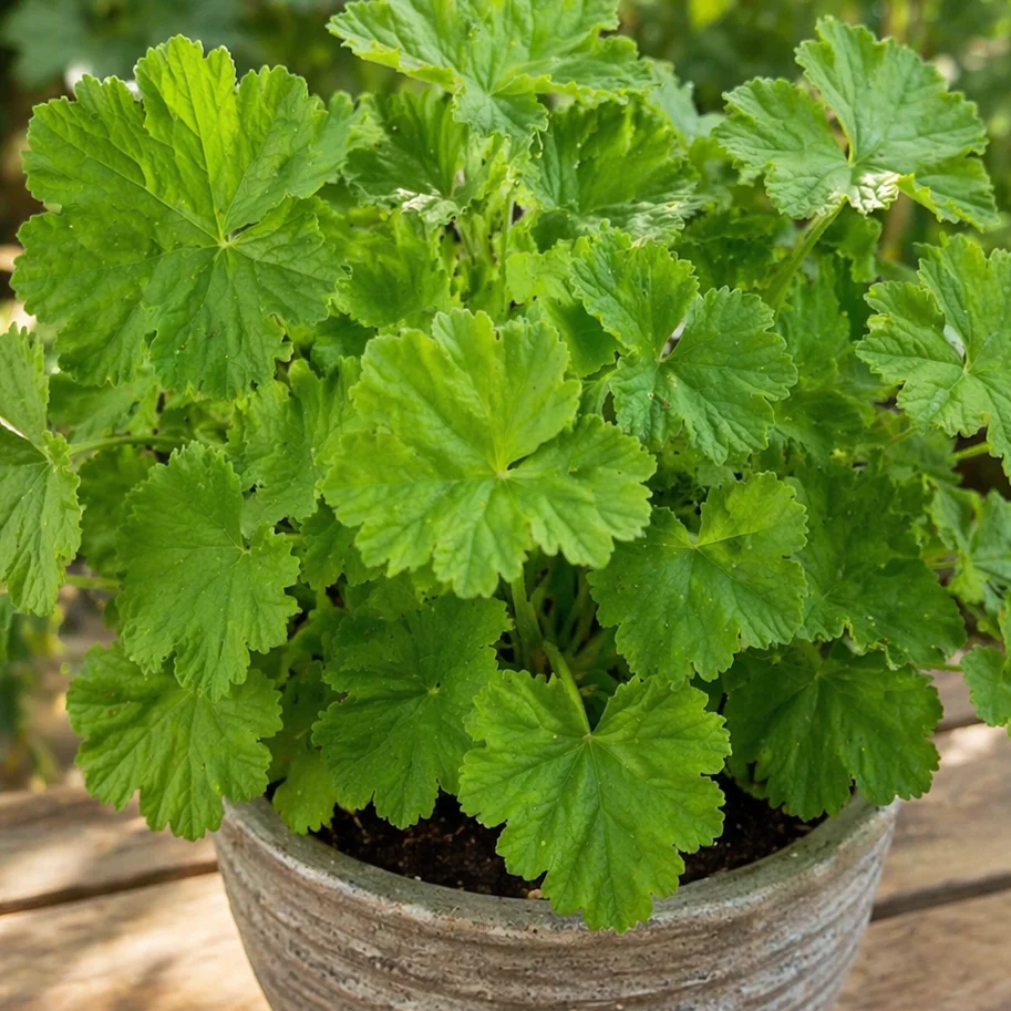 Why Is My Geranium Not Blooming?