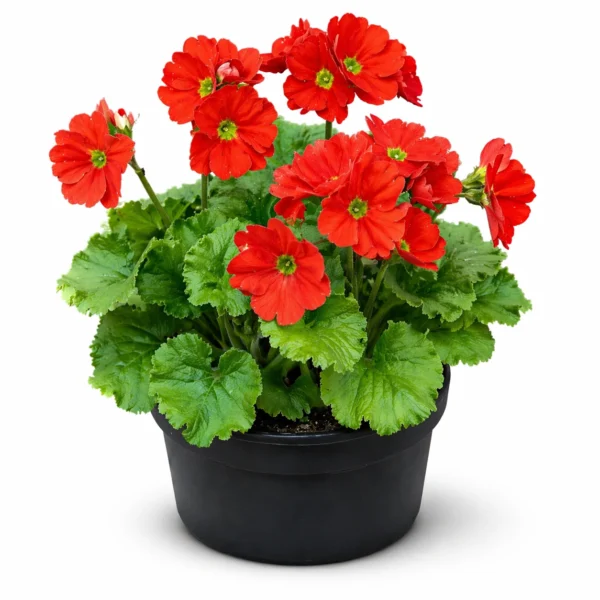 German Primrose (Primula obconica) plant