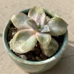 Ghost Plant Mushy Leaves: How to Stop Rot Early