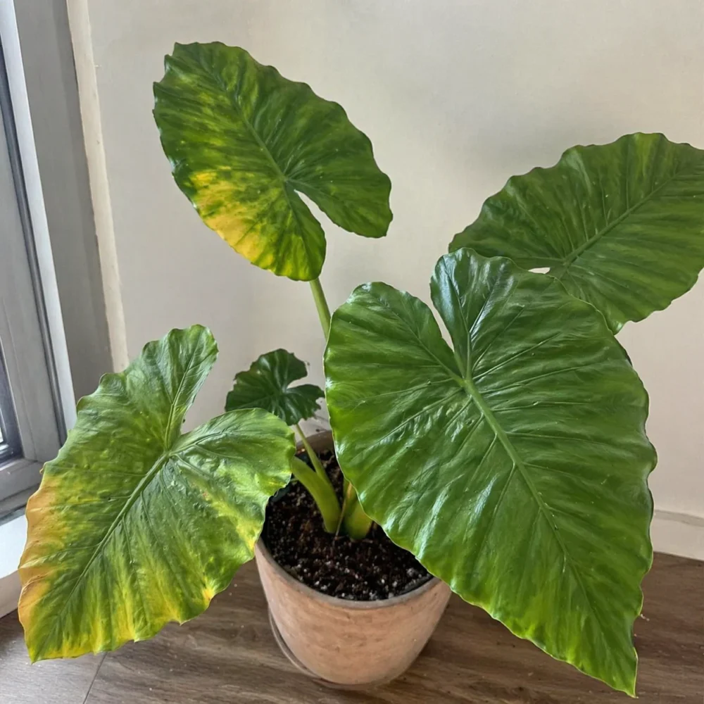 Giant Taro Leaves Turning Yellow: Causes, Warning Signs, and Fixes