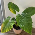 Giant Taro Leaves Turning Yellow: Causes, Warning Signs, and Fixes