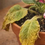 Gloxinia leaves wilting and turning yellow: causes and fixes