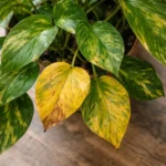Golden Pothos Leaves Turning Yellow: Causes and How to Fix Them