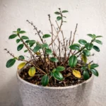 Goldfish Plant dropping leaves: causes and fixes