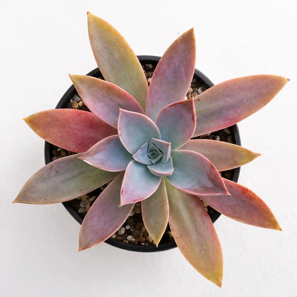 Graptoveria ‘Fred Ives’ plant