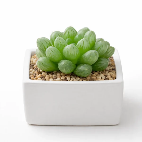Haworthia Cooperi (Mini) plant