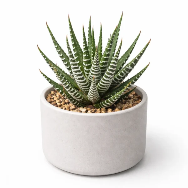 Haworthia Fasciata (Mini) plant