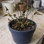 Heart Fern Leaves Turning Crispy: What It Means and How to Fix It