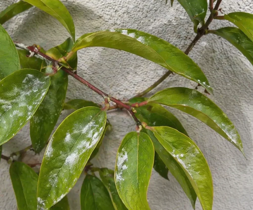 Why Does Honeysuckle Have White Powder on the Leaves?