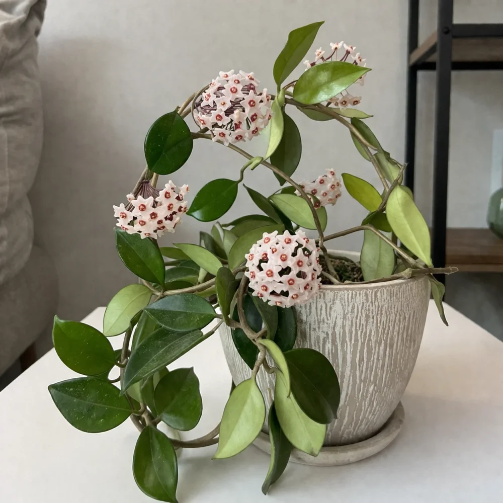 Hoya Carnosa plant