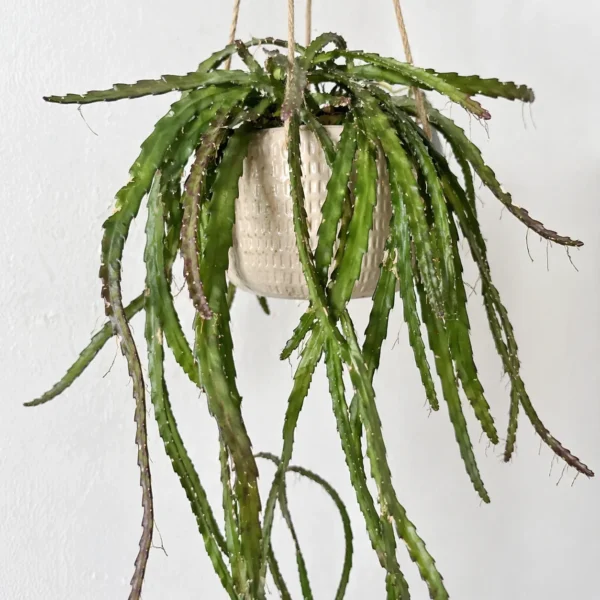 Hurricane Cactus (Lepismium cruciforme) plant