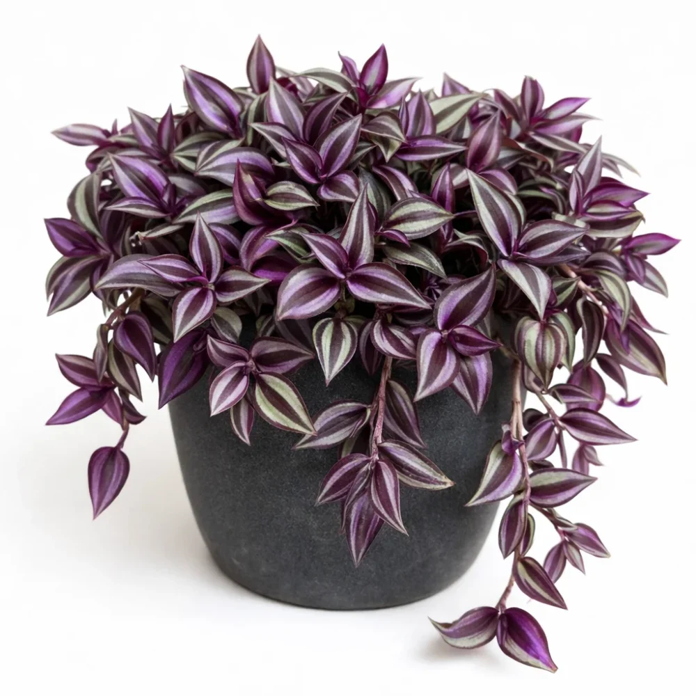 Inch Plant (Wandering Dude) plant