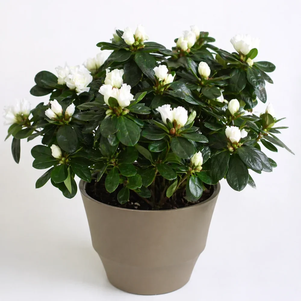 Indoor Azalea plant