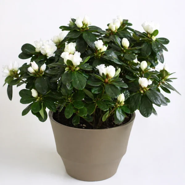 Indoor Azalea (Rhododendron simsii) plant