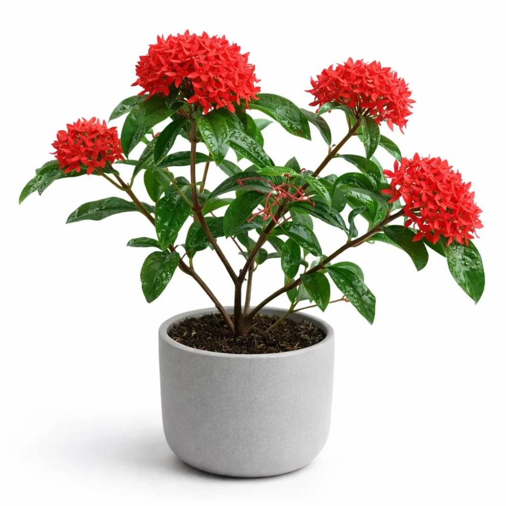 Ixora (pot) plant