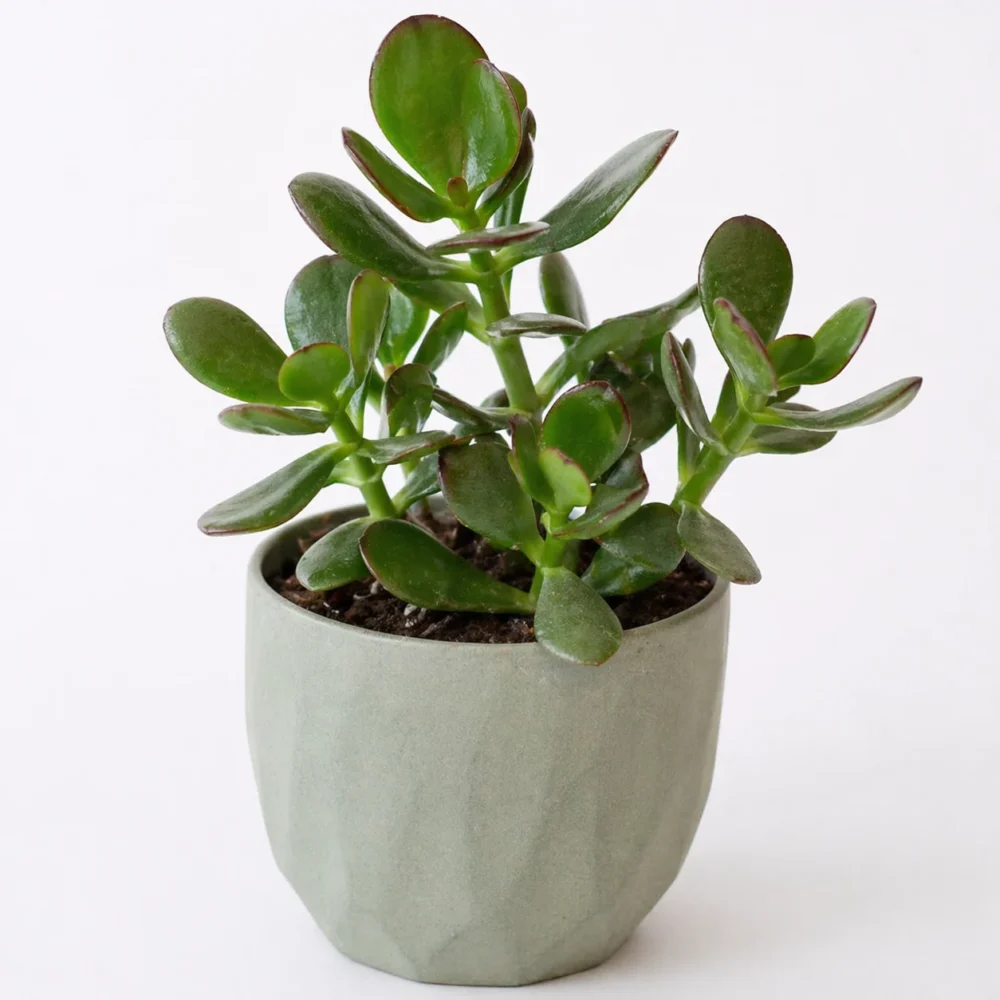 Jade Plant plant