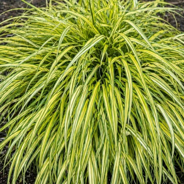 Japanese Forest Grass (Hakonechloa macra) plant