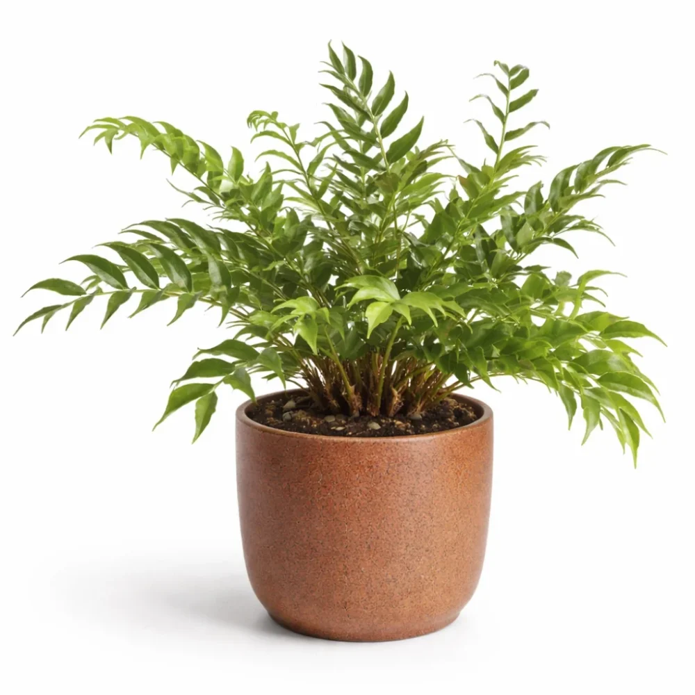 Japanese Holly Fern plant