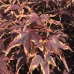 Japanese Maple Leaf Scorch: Why Leaves Turn Brown and How to Help