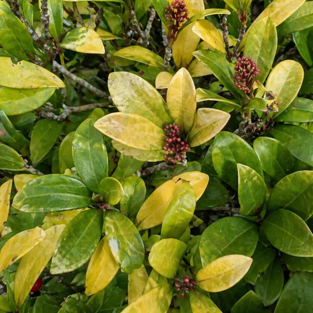 Why Are Japanese Skimmia Leaves Turning Yellow? Causes and Solutions