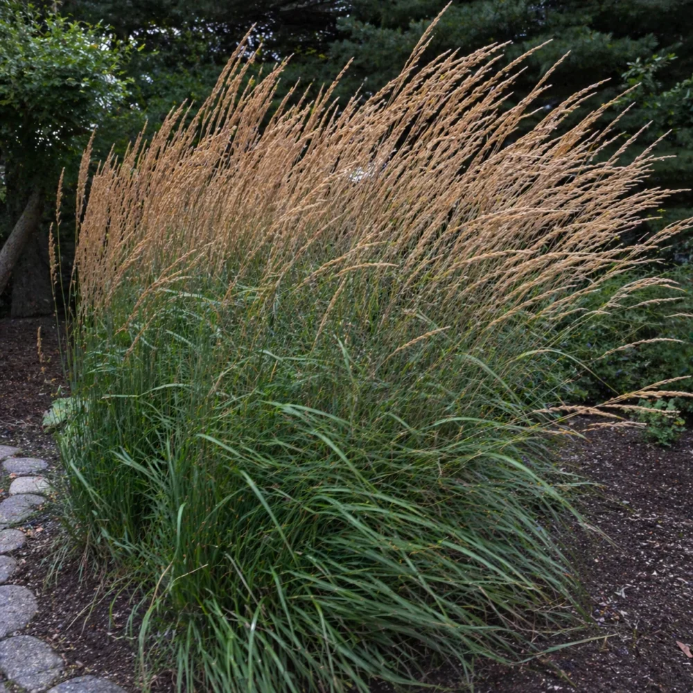 Karl Foerster Feather Reed Grass Flopping: Why It Falls Over and How to Keep It Upright