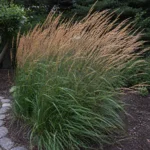 Karl Foerster Feather Reed Grass Flopping: Why It Falls Over and How to Keep It Upright