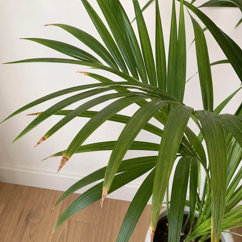 Why Are My Kentia Palm Leaf Tips Turning Brown?
