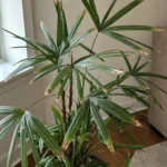 Lady Palm Brown Tips: Why Leaves Turn Crispy and How to Fix Them