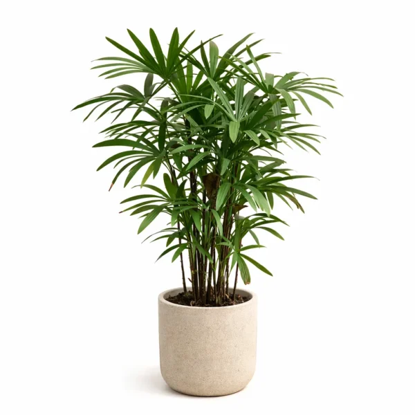 Lady Palm (Rhapis excelsa) plant