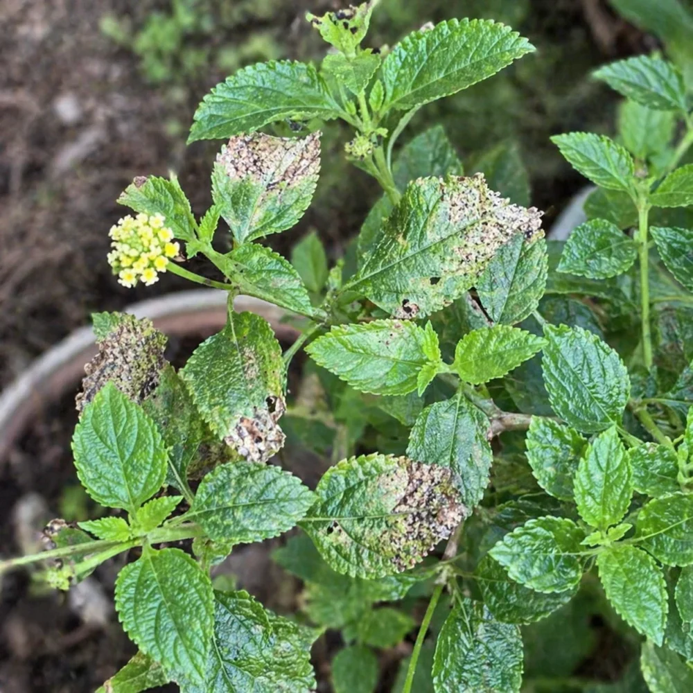 Lantana Lace Bug Damage: Pale Leaves, Brown Tips, and How to Stop It
