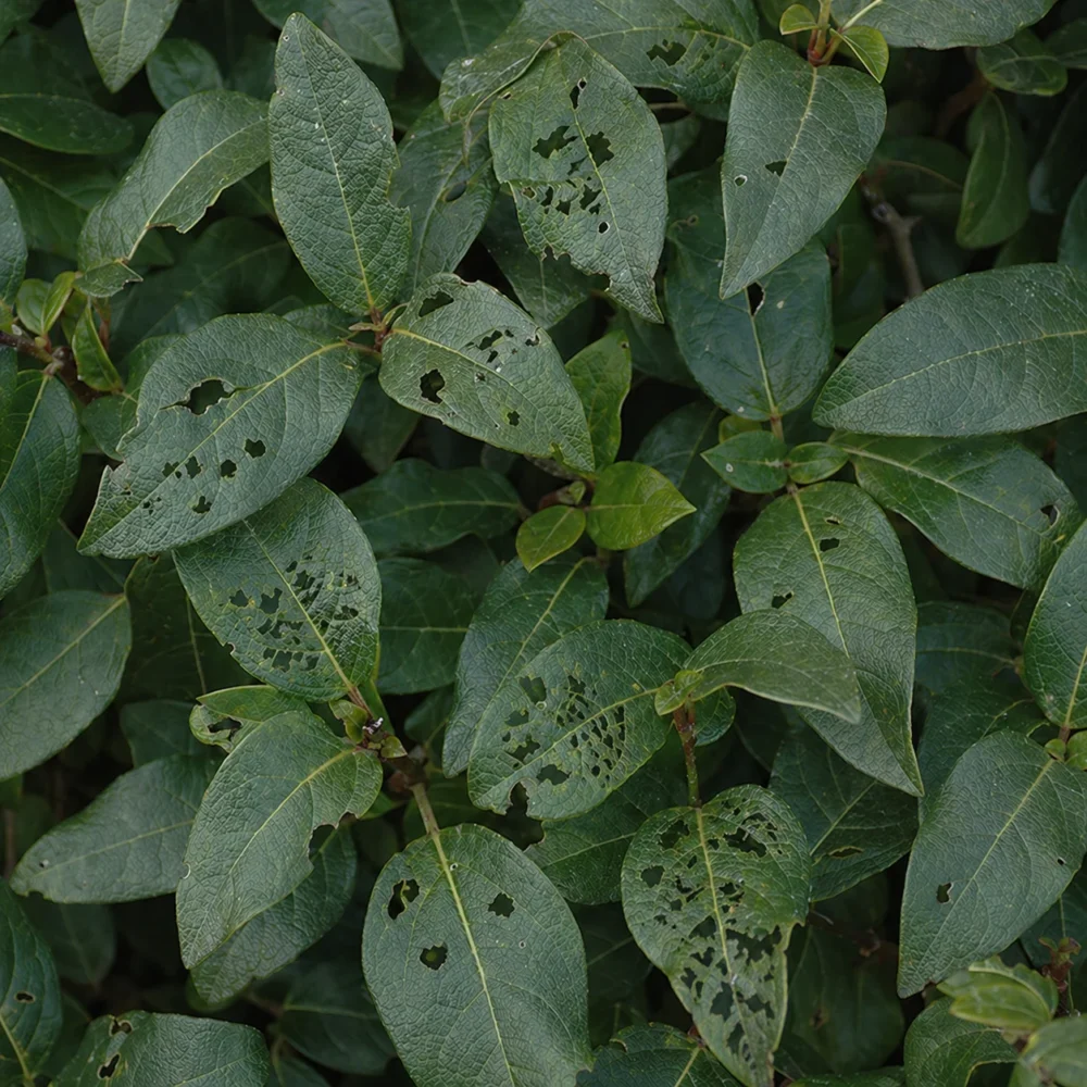 Laurustinus Viburnum Beetle Damage: Holes in Leaves and How to Stop It Early