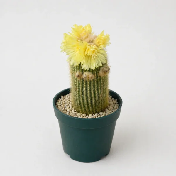 Lemon Ball Cactus (Parodia leninghausii) plant