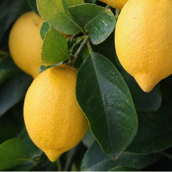 Lemon Tree (Citrus limon)