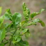 Lemon Tree Leaves Curling: Causes and Solutions