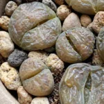 Lithops Turning Mushy, Splitting, or Yellow: Causes and Fixes