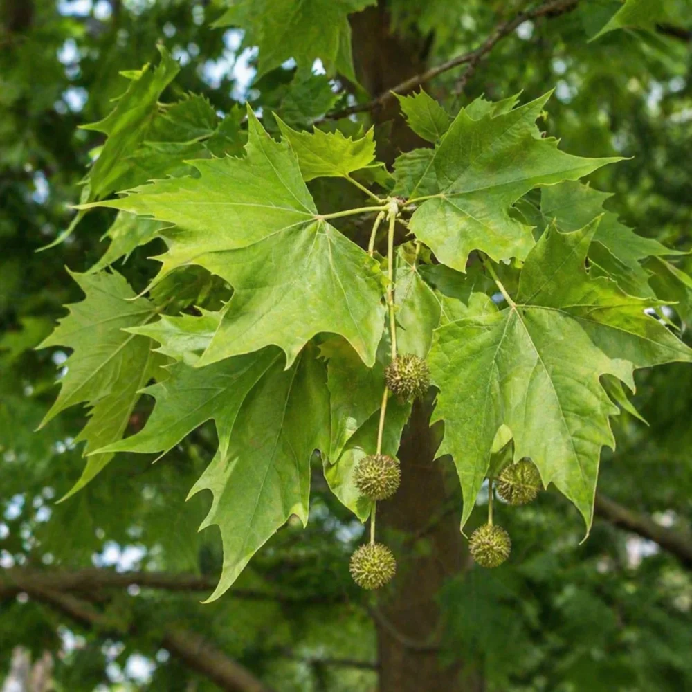London Plane plant