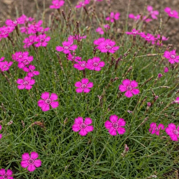 Maiden Pink (Dianthus deltoides) plant