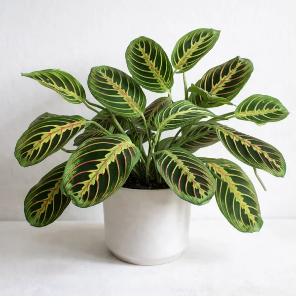 Maranta Leuconeura (Prayer Plant)
