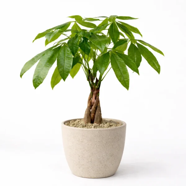 Money Tree (Pachira aquatica)