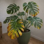 Monstera’s leaves are turning yellow: Causes & Fix